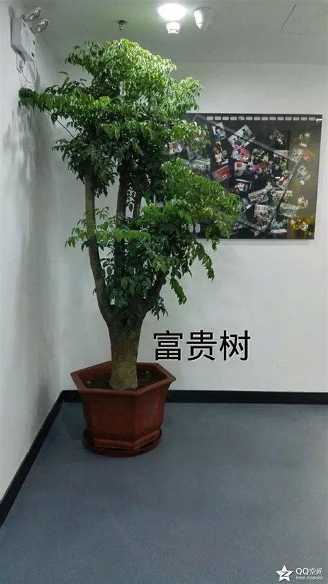 富貴樹種類|富貴樹種類：認識不同品種，打造家中好運象徵